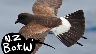 New Zealand storm petrel  New Zealand Bird of the Week [upl. by Ponton]