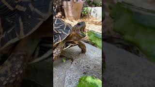 Feeding Spineless prickly pear to Indian Star Tortoise for hydration [upl. by Ettesil198]