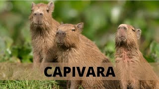 CAPIVARA CONFIRA AS CARACTERÍSTICAS E CURIOSIDADES DO MAIOR ROEDOR DO MUNDO [upl. by Harwin]