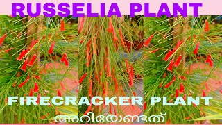 Firecracker PlantsRusselia Plant Care And PropagationPotting Soil MixBeautiful FlowerFertilizer [upl. by Assenna]