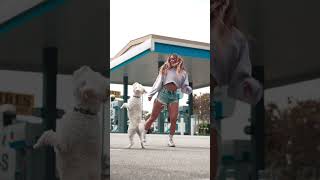 Dog Dances With Owner to Their Favorite Song Too Adorable  Dancing Dog [upl. by Ymled]