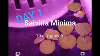 Salvinia Minimas amazing 10 growth rate [upl. by Sulokcin690]