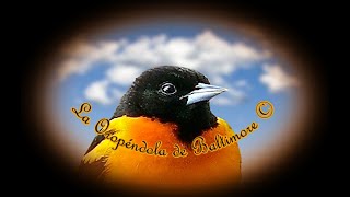 🕊️ Canto de la Oropéndola de Baltimore 🕊️ [upl. by Aronoh618]