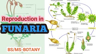 Reproduction in Funaria  BSMSBotany  Urdu amp Hindi [upl. by Nuahsal]