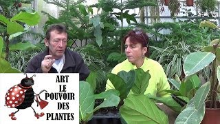 chaine de jardin Ficus lyrata et élastica Comment arroser et Bouturer Plante verte [upl. by Jamil]