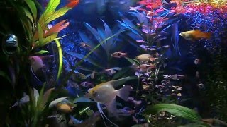 Aquarium Led verlichting [upl. by Ydnar961]