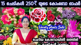 250₹ യുടെ കിടിലം കോംബോ ഓഫർVeraity plantssalexmas catcus combo offerkalacheo plantsJasminsworld [upl. by Zerk565]