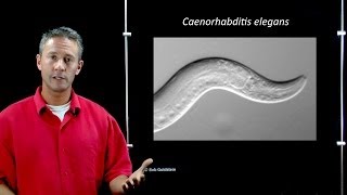 Online Developmental Biology Introduction to C elegans [upl. by Kalasky]