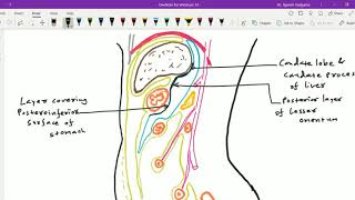 Peritoneal cavity 6  Lesser sac [upl. by Manheim523]