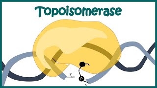 Topoisomerase 1 and 2 mechanism  How Topoisomerase works  Animated biology  Molecular biology [upl. by Weiner]