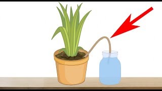 5 Genius Ways to Water Your Plants When You are Away on Vacation  Indoor Plants Automatic Watering [upl. by Nealah724]