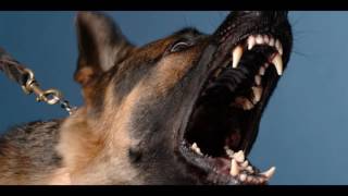 Angry DOG Bark amp Growl Sound Effects [upl. by Marven]