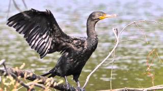 Double Crested Cormorant [upl. by Gabriele]