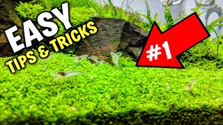 The 1 Tip For Easy Carpeting Plants In Aquarium [upl. by Ioyal]