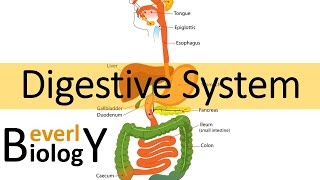 Digestive System [upl. by Hairabez]