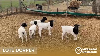 Lote de borregas y borregos Dorper de destete [upl. by Parik]