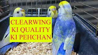 HOW TO IDENTIFY CLEARWING QUALITY part 2  CLEARWING RAINBOW KI PEHCHAN [upl. by Enairda388]