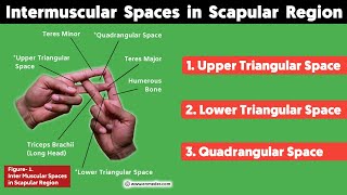 Inter Muscular Space in Scapular Region  Upper amp Lower Triangular Space Quadrangular Space  TCML [upl. by Ahsieki]