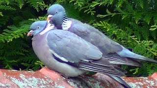 Accouplement de Pigeons Ramiers [upl. by Lita26]