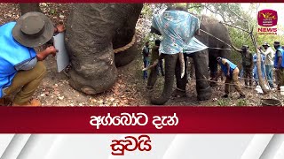 අග්බෝට දැන් සුවයිAGBO ELEPHANT Rupavahini News [upl. by Leelah]