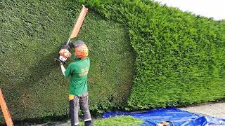 Trimming A Large Conifer  Leylandii Hedge [upl. by Kaylee]