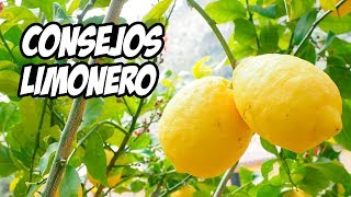 Top 7 Consejos para Cultivar LIMONEROS 🍋  La Huerta de Ivan [upl. by Eelatsyrc204]