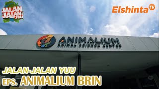 Animalium BRIN  JalanJalan Yuu [upl. by Eaj]