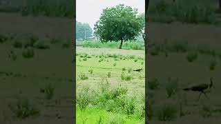 Village view road side nature viral [upl. by Lifton]