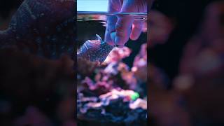 The Most Amazing Footage Of Fish And Coral Feeding [upl. by Sanborn]