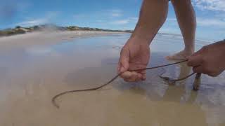 How to catch beach worms useful tips South Australia part 1 [upl. by Chiou]