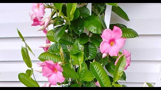 Tips For Growing Mandevilla Vine [upl. by Salomon660]