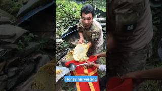 Extreme Honeycomb harvesting 🍯 Harvesting honey from beehive 🐝 EP101 shorts trending satisfying [upl. by Neeka338]