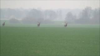 Drückjagd  Sauen und Rotwild [upl. by Raual]