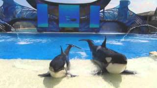 SeaWorld One Ocean Full Show DVD Version [upl. by Ttergram]