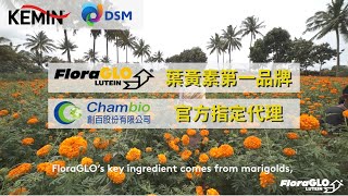 【葉黃素原料 No1 品牌 FloraGLO®】直擊 KEMIN 金盞花萃取農場︱DSM、KEMIN 游離型葉黃素原料供應、Lutein葉黃素液體包裝代工、葉黃素液態包保健品生產製造、OEM、ODM [upl. by Voorhis]