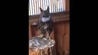 Great horned owl vocalization call [upl. by Yarehs]