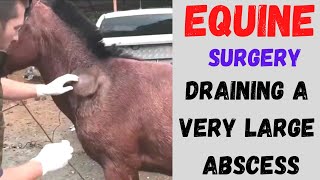 Removing Abscess in Horse [upl. by Signe]