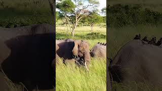 Murchison Falls National Park wildafrica elephant wildlife wildestafrica uganda nature africa [upl. by Harad359]