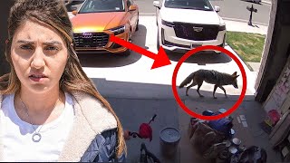 We Found a Coyote in our House security footage [upl. by Graybill132]