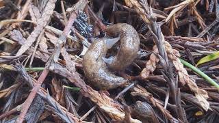 Slugs mating  Oregon wildlife [upl. by Bryna]