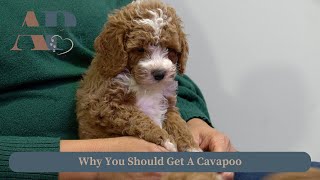 Why You Should Get A Cavapoo [upl. by Michell]