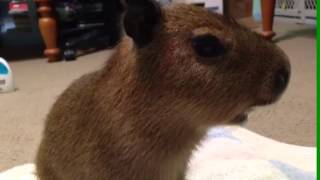 Baby Capybara Squeaking [upl. by Anelyak]