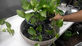 Repotting Pothos [upl. by Hylton]