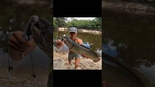 I caught a MUDFISH bowfin mud mudfishing riverfishing shorts teeth [upl. by Bocock]