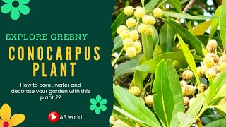 What is Conocarpus Plant  Conocarpus tree Planting and Growth  Conocarpus Tree Benefits [upl. by Pamelina]