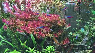 Look how Rotala macrandra grow under the TRIPLEH TS Series Aquarium LED Light [upl. by Palua844]