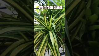 gardening indoorplantplantnursery plants flowers garden ytshorts terracegardens houseplants [upl. by Ethyl461]