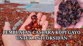 Cascara Coffee  Membuat Cascara Kulit Kopi Arabika Untuk Penelitian Dr Kulit [upl. by Timothea227]