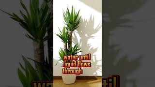 How to care for Yucca cane shorts viral yucca [upl. by Vadnee]