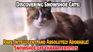 Discovering Snowshoe Cats Rare Intelligent and Absolutely Adorable [upl. by Ylrahc]